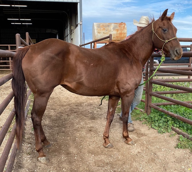 Horse Dealer in Cannon Falls Ryon's Rescue Pen, Cannon Falls
