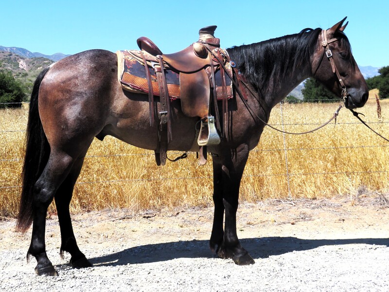 4 YEAR OLD 15+ HAND BAY ROAN QUARTER DRAFT CROSS GELDING +++VIDEO+++