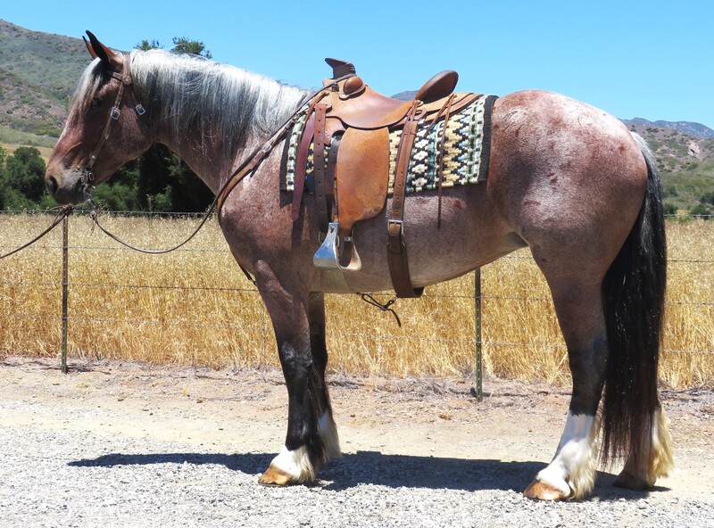 6 YEAR OLD 16.1 HAND RED ROAN DRAFT CROSS MARE