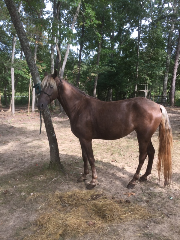 Rocky Mountain Horses for Sale KY Trail Horse Finders, Mount sterling