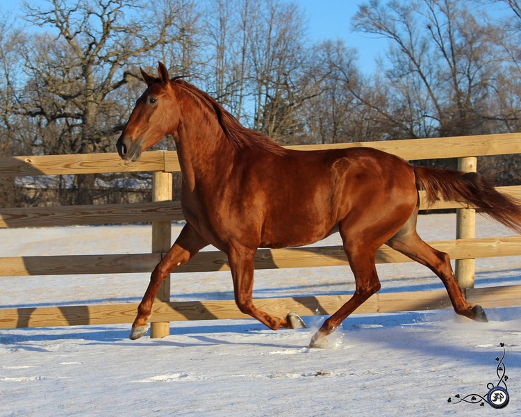Flashy Chestnut Gelding under Saddle