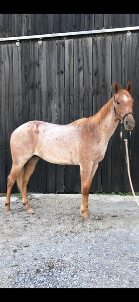 Well Bred Easy To Ride 14.2 Gelding 