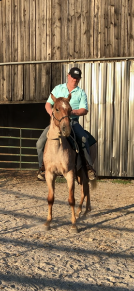 Well Bred Easy To Ride 14.2 Gelding 