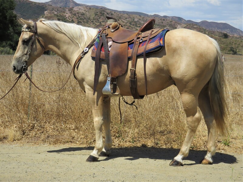 Palomino Horses Quarter Horses for Sale Jerviss Quarter Horses, Oak View