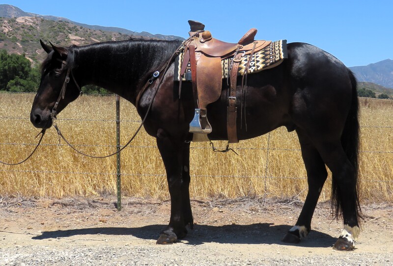 5 YEAR OLD 16.1+ HAND BLACK DRAFT CROSS GELDING +++VIDEO+++