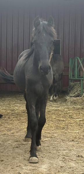 Registered FHH Half Friesian Weanling Colt 