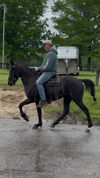 3 Yr Old Smooth Gaited Black Gelding 