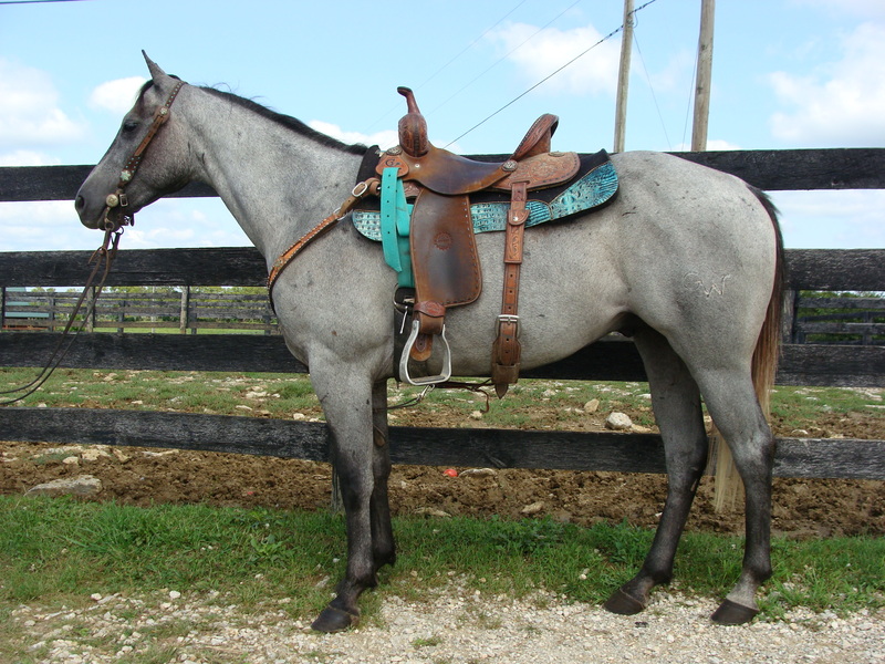 NICE 4YEAROLD STEEL GRAY QUARTER HORSE GELDING, PROFESSIONALLY