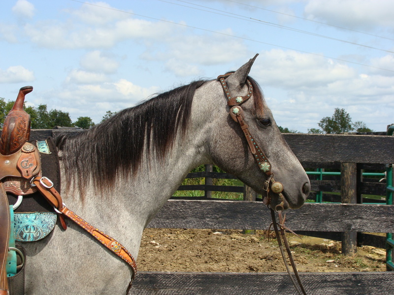 NICE 4YEAROLD STEEL GRAY QUARTER HORSE GELDING, PROFESSIONALLY