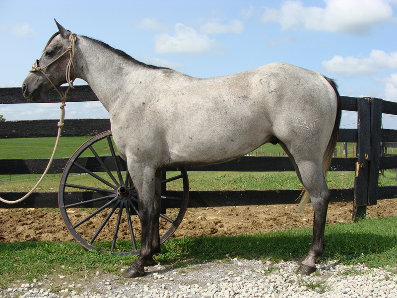 NICE 4YEAROLD STEEL GRAY QUARTER HORSE GELDING, PROFESSIONALLY
