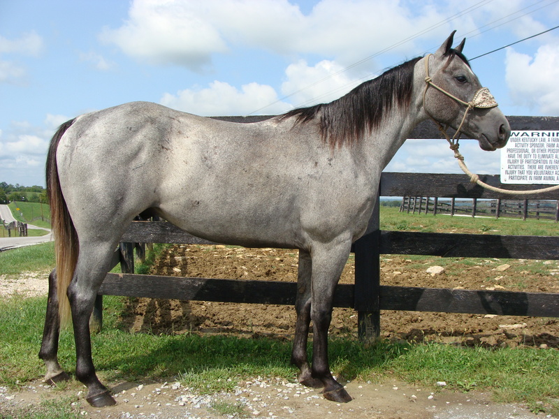 NICE 4YEAROLD STEEL GRAY QUARTER HORSE GELDING, PROFESSIONALLY