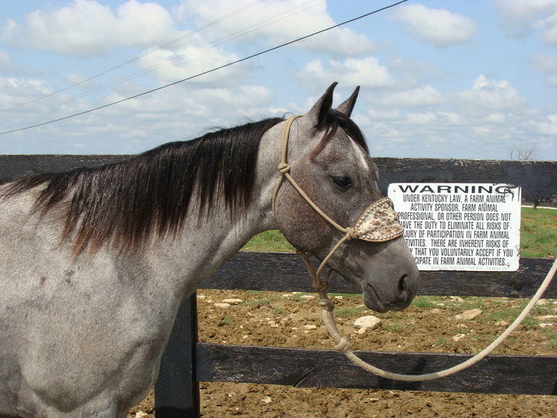 NICE 4YEAROLD STEEL GRAY QUARTER HORSE GELDING, PROFESSIONALLY