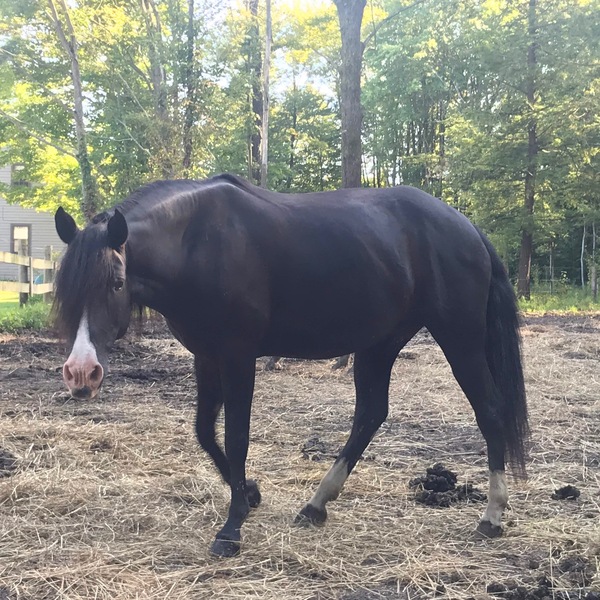 Kentucky Mountain Horses for Sale KY Trail Horse Finders, Mount sterling