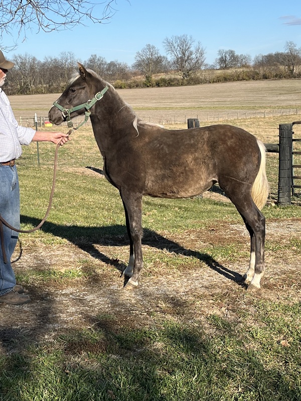 Stunning Well Bred Chocolate Weanling Filly