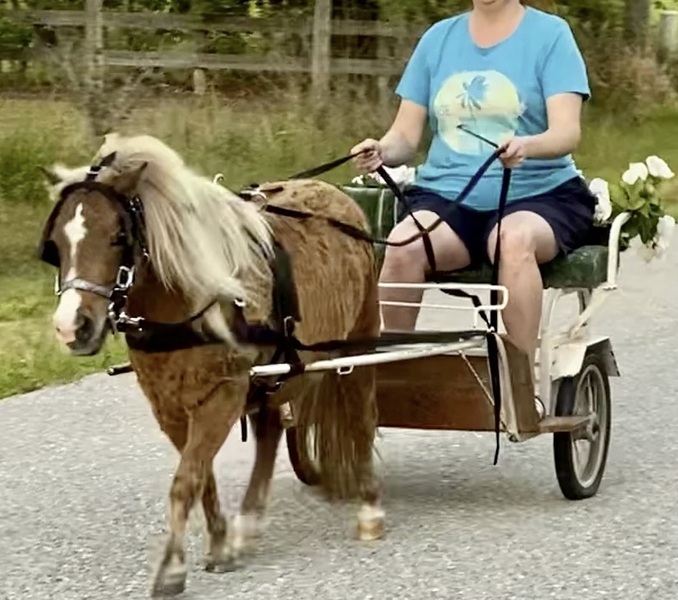 Driving Training Available For Miniature Horses