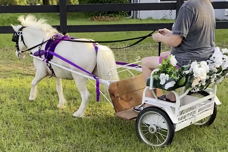 Driving Training Available For Miniature Horses