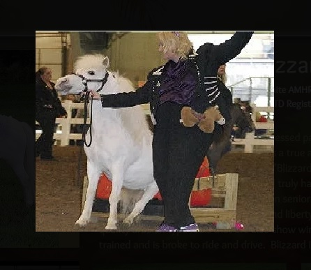 Trick Training!. We Trick Train your mini!