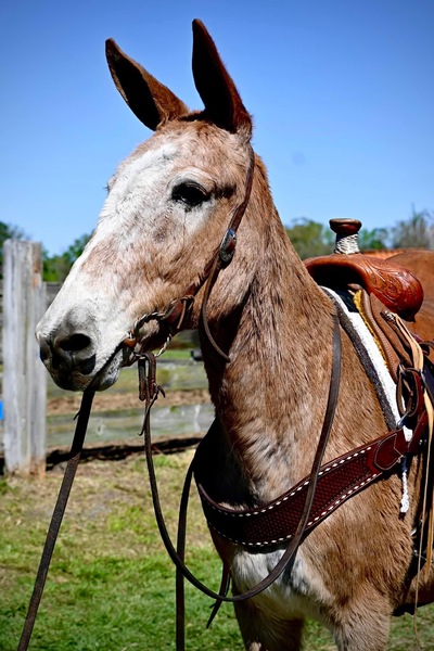 Red Dun Mare Mule Trail Rides 