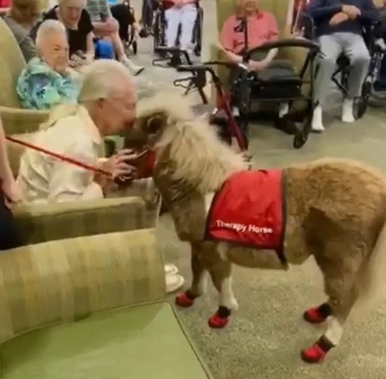 Subscribe to our Therapy Horse Newsletter