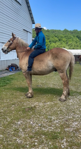 16.2 Sweet Obedient Driving/Riding Gelding  