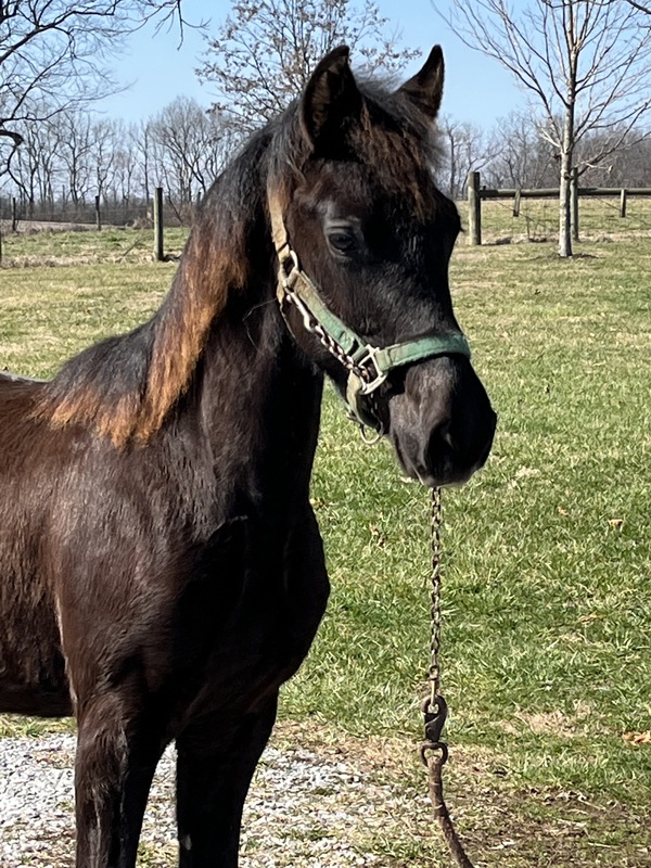 Well Bred Gorgeous Solid Black Yearling  
