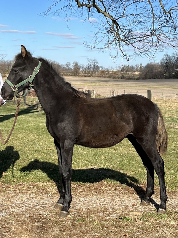 Well Bred Gorgeous Solid Black Weanling 