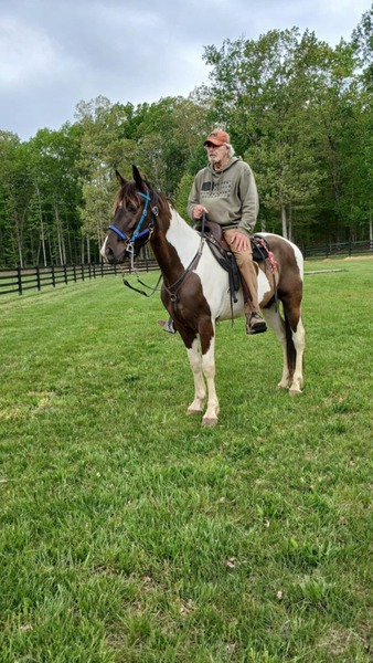 15.3 Tobiano Trail Horse Deluxe!