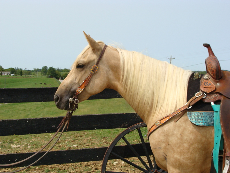 VERY NICE 3YEAROLD AQHA PALOMINO GELDING, REINING BRED, VERY NICE