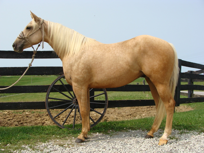 VERY NICE 3YEAROLD AQHA PALOMINO GELDING, REINING BRED, VERY NICE