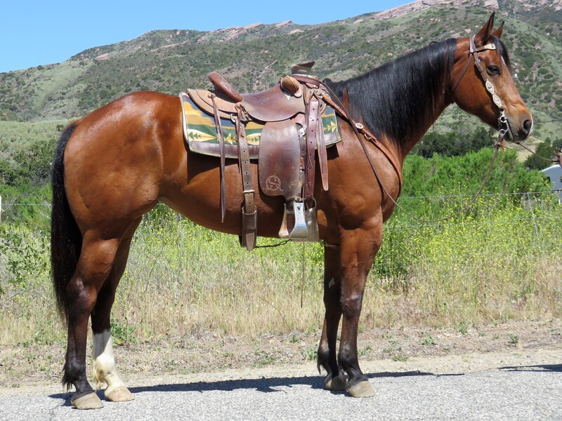 8 YEAR OLD 16.1 HAND BAY MARE**VIDEO**