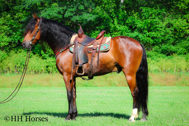 BIG, HANDSOME, WELL MANNERED AND WELL TRAINED BAY ANDALUSIAN QUARTER HORSE CROSS GELDING, RANCH AND TRAILS