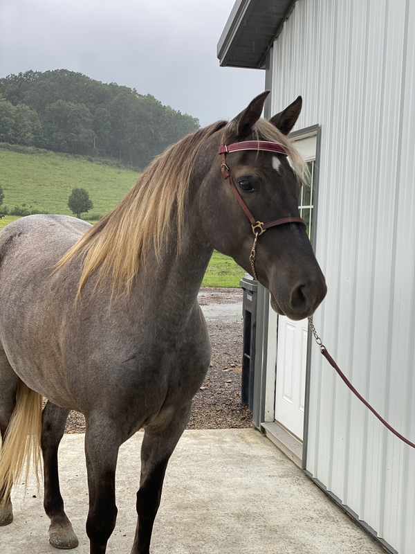 Rocky Mountain Horses for Sale KY Trail Horse Finders, Mount sterling