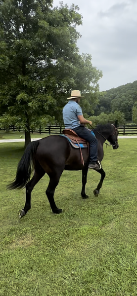15.2 Gorgeous Black Trail Riding/Harness Horse