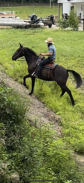 15.2 Gorgeous Black Trail Riding/Harness Horse