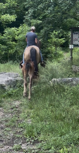 Easy To Ride Buckskin Mare With Foal