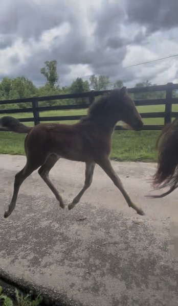 Easy To Ride Buckskin Mare With Foal
