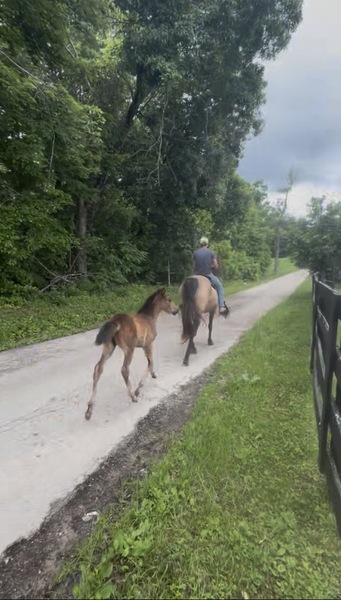 Easy To Ride Buckskin Mare With Foal