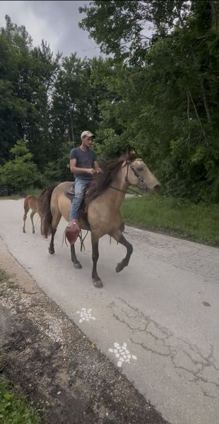 Easy To Ride Buckskin Mare With Foal