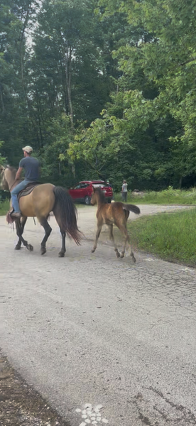 Easy To Ride Buckskin Mare With Foal