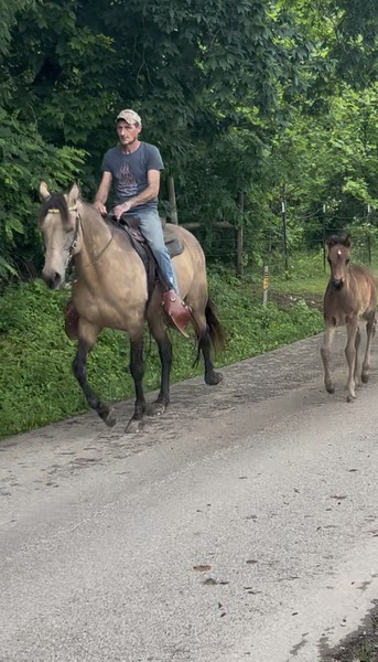 Easy To Ride Buckskin Mare With Foal
