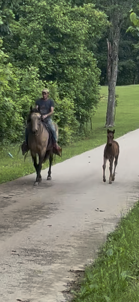 Easy To Ride Buckskin Mare With Foal