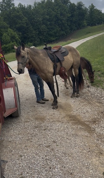 Easy To Ride Buckskin Mare With Foal