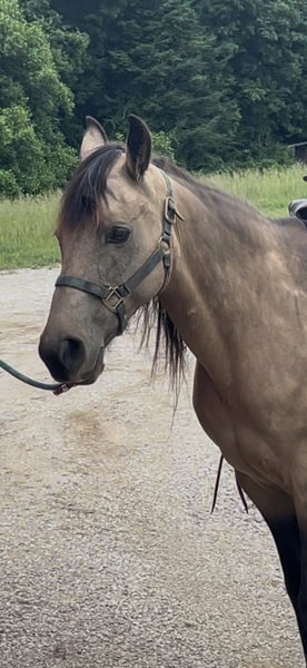Easy To Ride Buckskin Mare With Foal