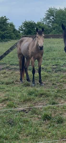Easy To Ride Buckskin Mare With Foal