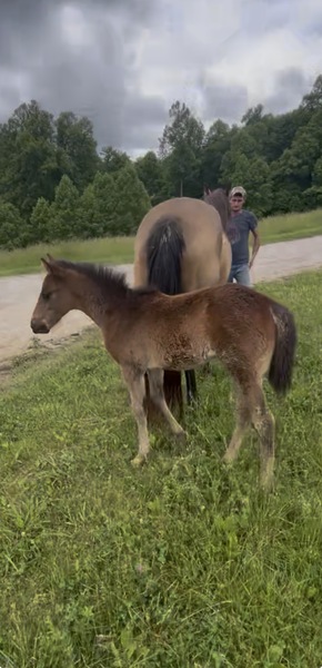 Easy To Ride Buckskin Mare With Foal