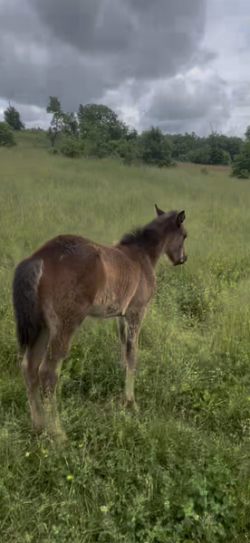 Easy To Ride Buckskin Mare With Foal