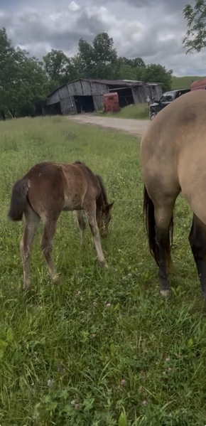 Easy To Ride Buckskin Mare With Foal