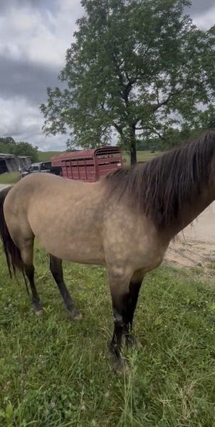 Easy To Ride Buckskin Mare With Foal