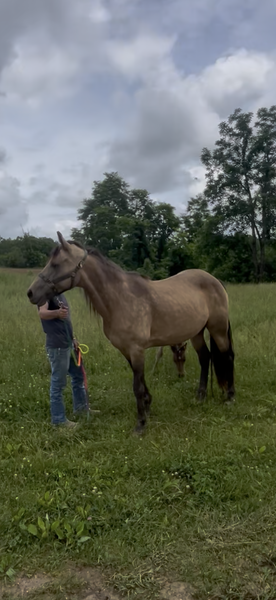 Easy To Ride Buckskin Mare With Foal