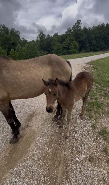 Easy To Ride Buckskin Mare With Foal
